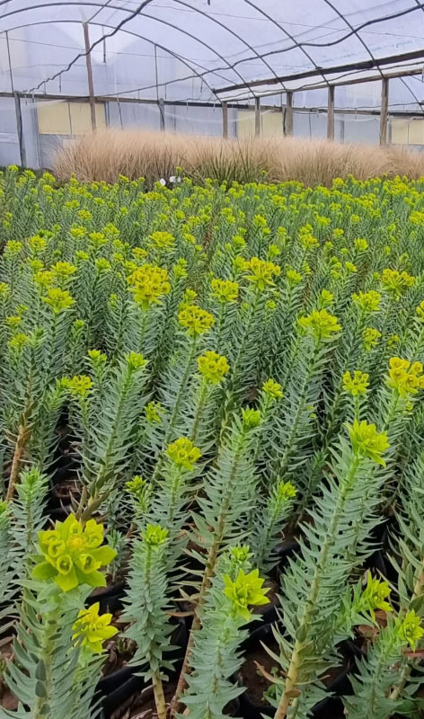 Venta mayorista de especies de bajo consumo hídrico